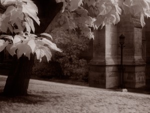 Infrared picture of a tree in a churchyard