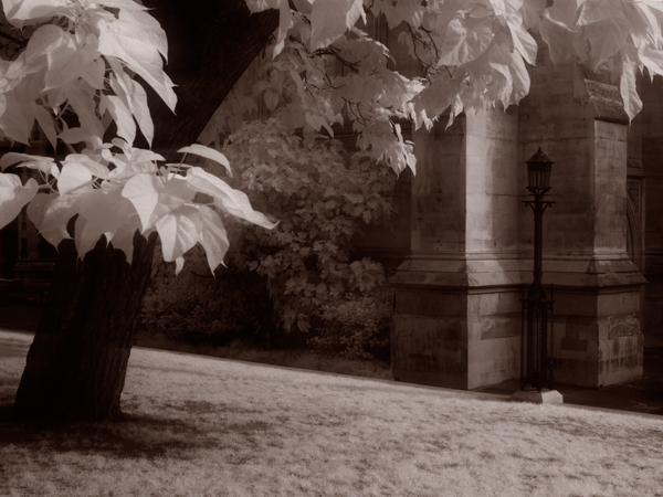 Churchyard tree Infrared picture of a tree in a churchyard